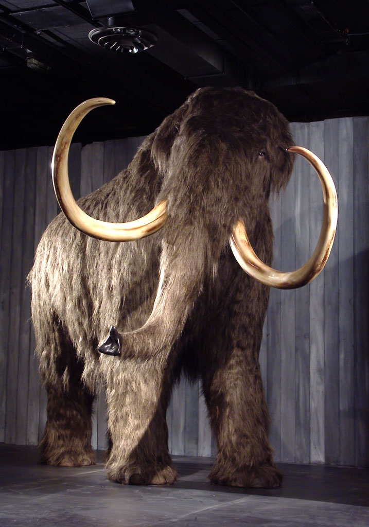 Félix, la reconstitution du mammouth laineux.