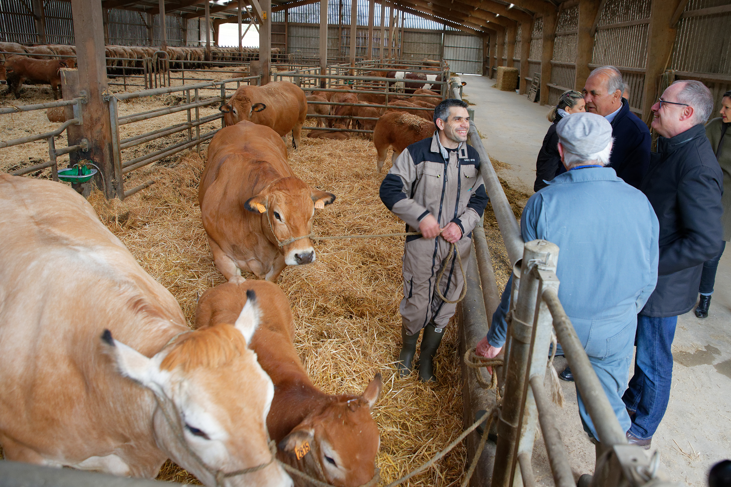 Rencontre avec des éleveurs de parthenaises en amont du Salon international de l'agriculture 2020.