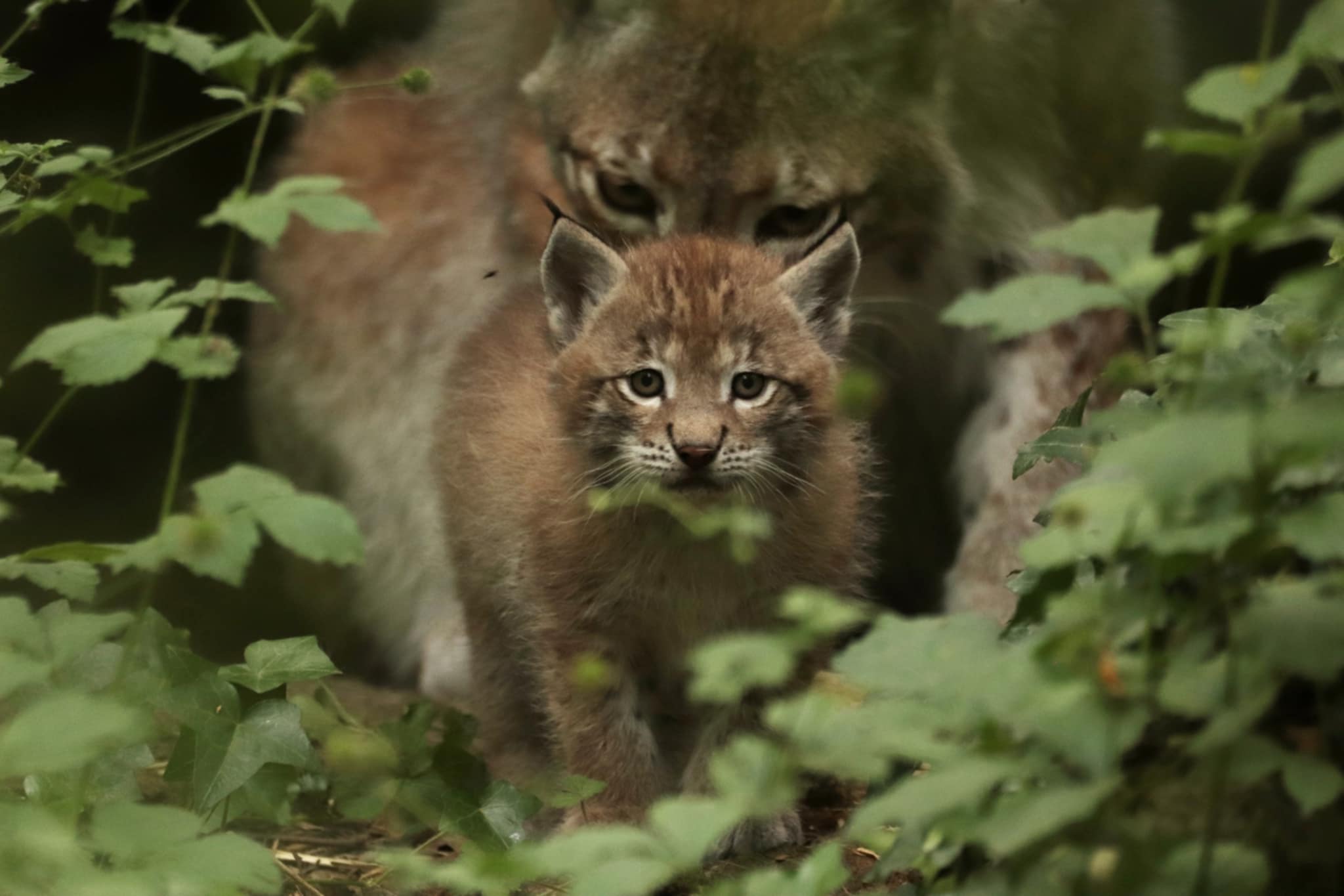 Le bébé lynx est né le 8 mai dernier.