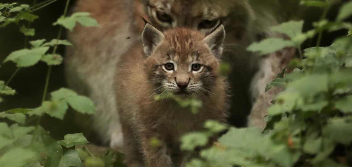zoodyssée bébé lynx