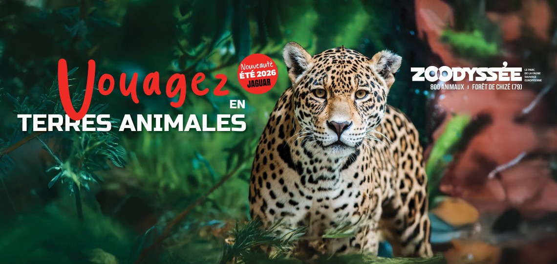 bannière zoodyssée jaguar 