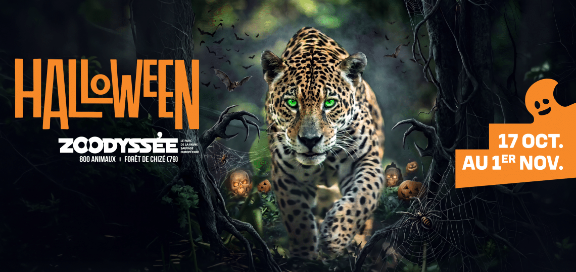 bannière halloween zoodyssée