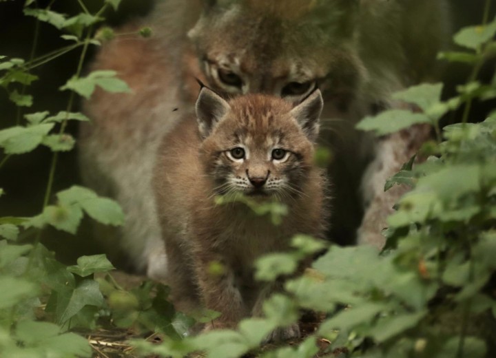 zoodyssée bébé lynx