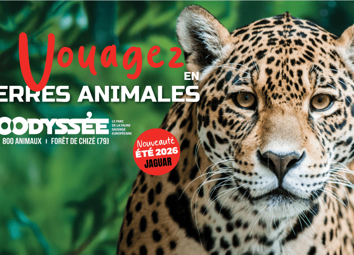 zoodyssée jaguar outre-mer