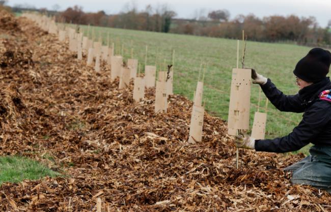 Plantation de haies