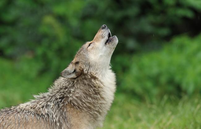 Loup ouverture Zoodyssée