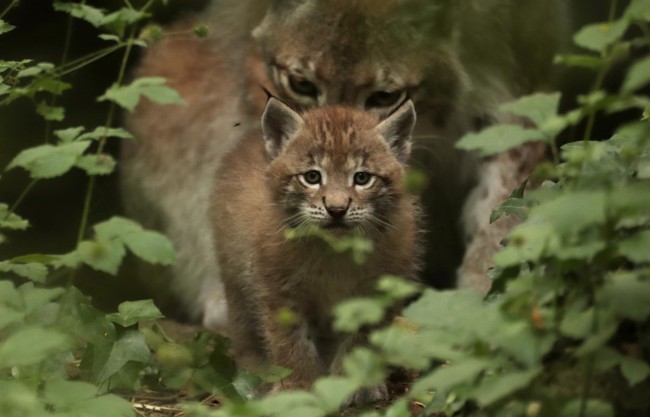 zoodyssée bébé lynx