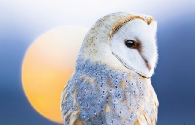 Affiche Festival de Ménigoute 2026