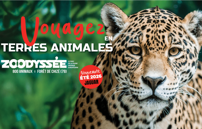 Zoodyssée accueille le jaguar et lance l’Odyssée Outre-Mer