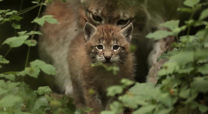 zoodyssée bébé lynx