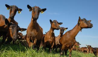 Soutien aux filieres agricoles deux sevres chevres poitevines