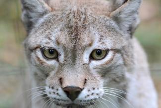 lynx