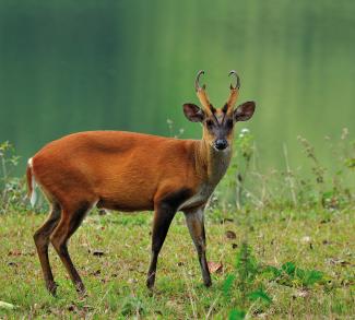 muntjac