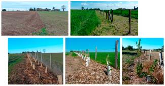 Plantation de haie avant après