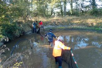 Déplacement mares amphibiens chnds