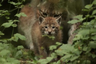 zoodyssée bébé lynx