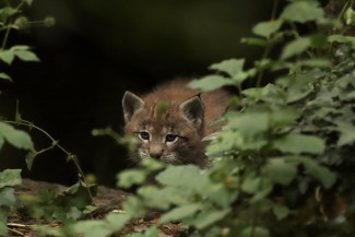 zoodyssée bébé lynx