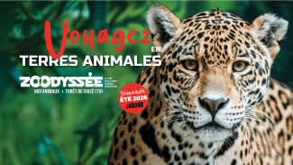 zoodyssée jaguar outre-mer
