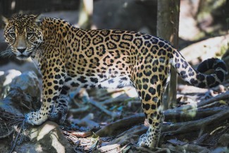 zoodyssée jaguar